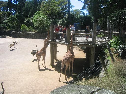 Feeding the giraffe