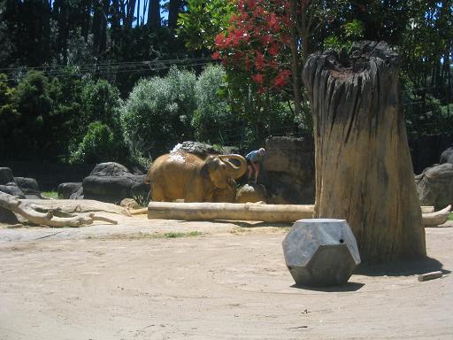 Cleaning elephants